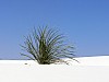 White Sands, New Mexico - (c) E Rockstroh (bdm).jpg
